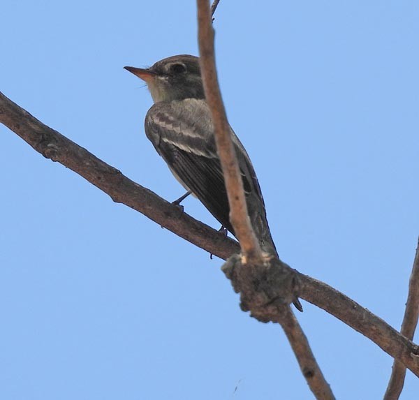 Western Wood-Pewee - Cory Shaw