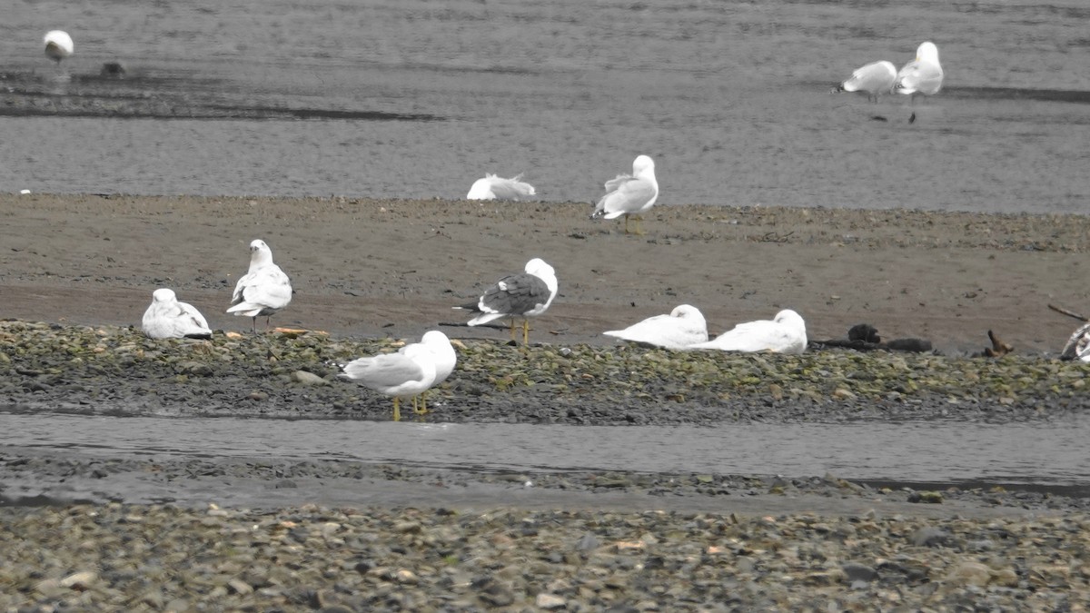 Lesser Black-backed Gull - Barry Day