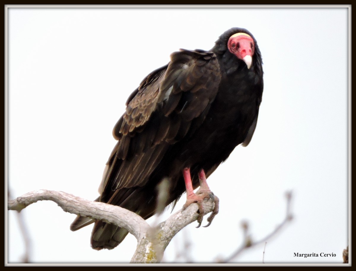 Turkey Vulture - ML337484391