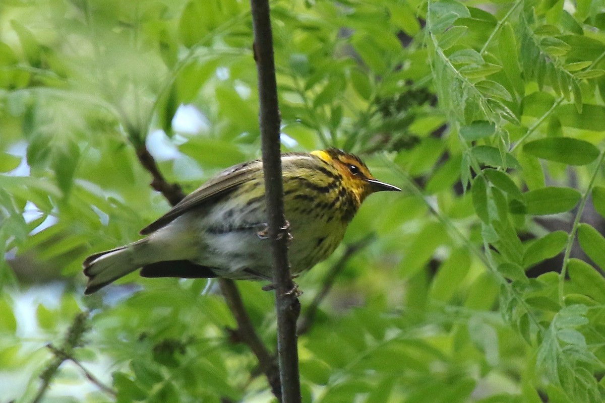 Cape May Warbler - ML337485021