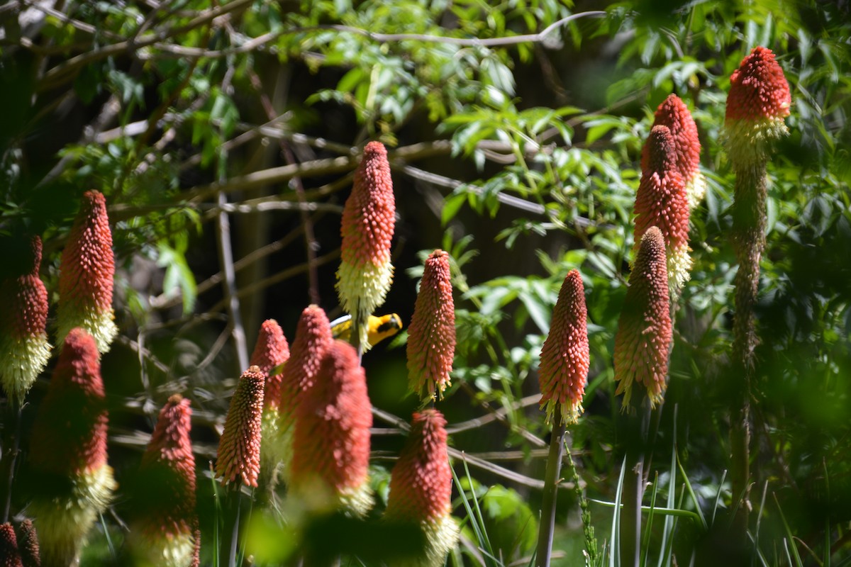 Bullock's Oriole - ML337485961
