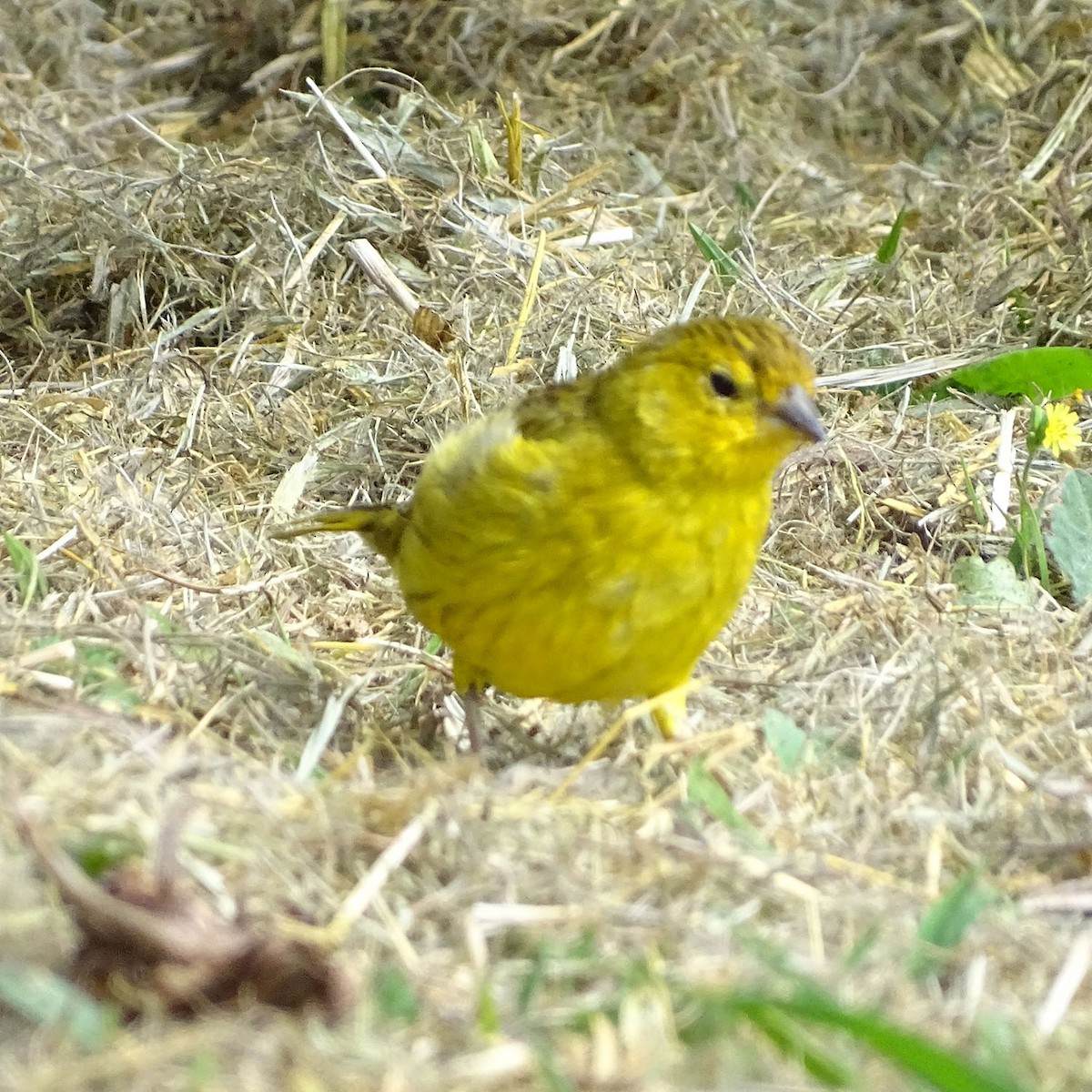 Saffron Finch - ML337485981