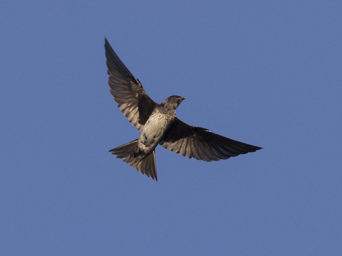 Purple Martin - Bob Martinka