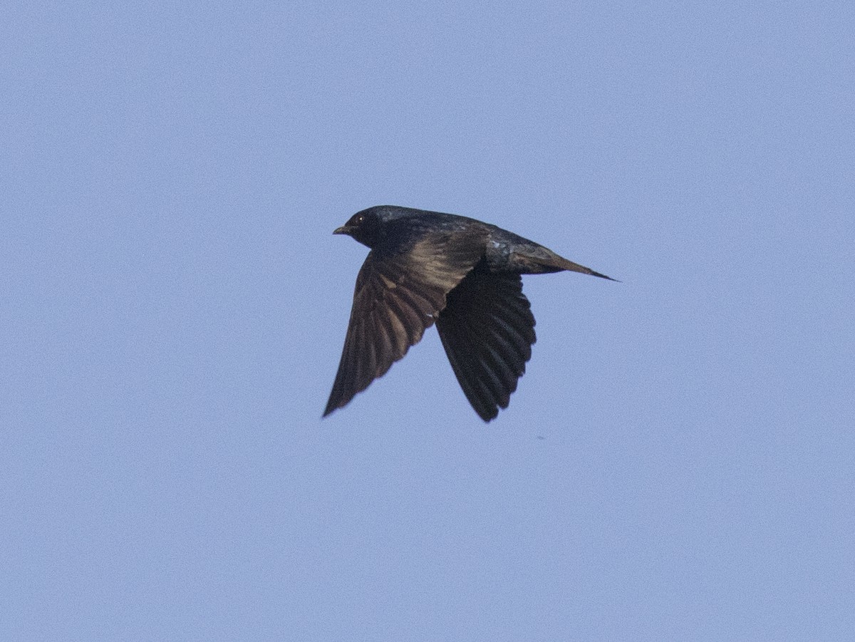 Purple Martin - ML337486891