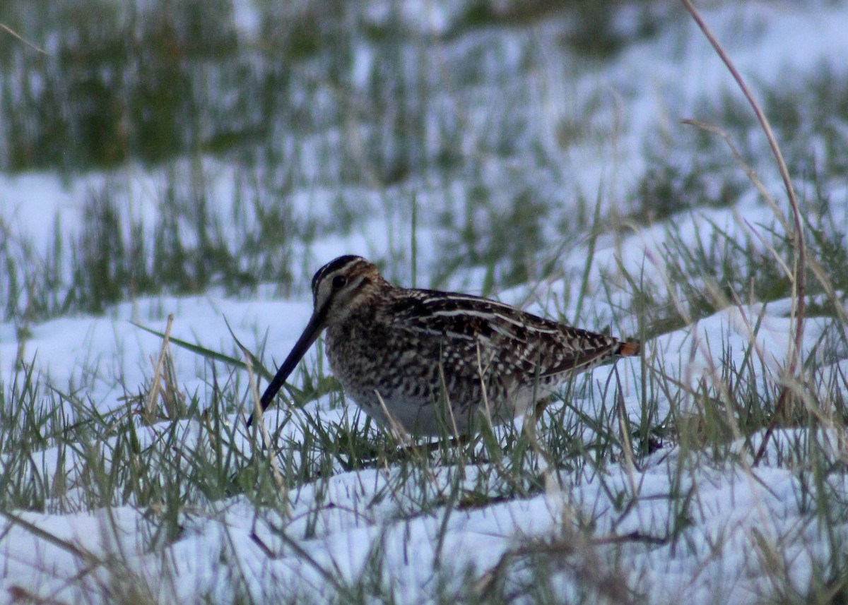 Wilson's Snipe - Bruno Canadien