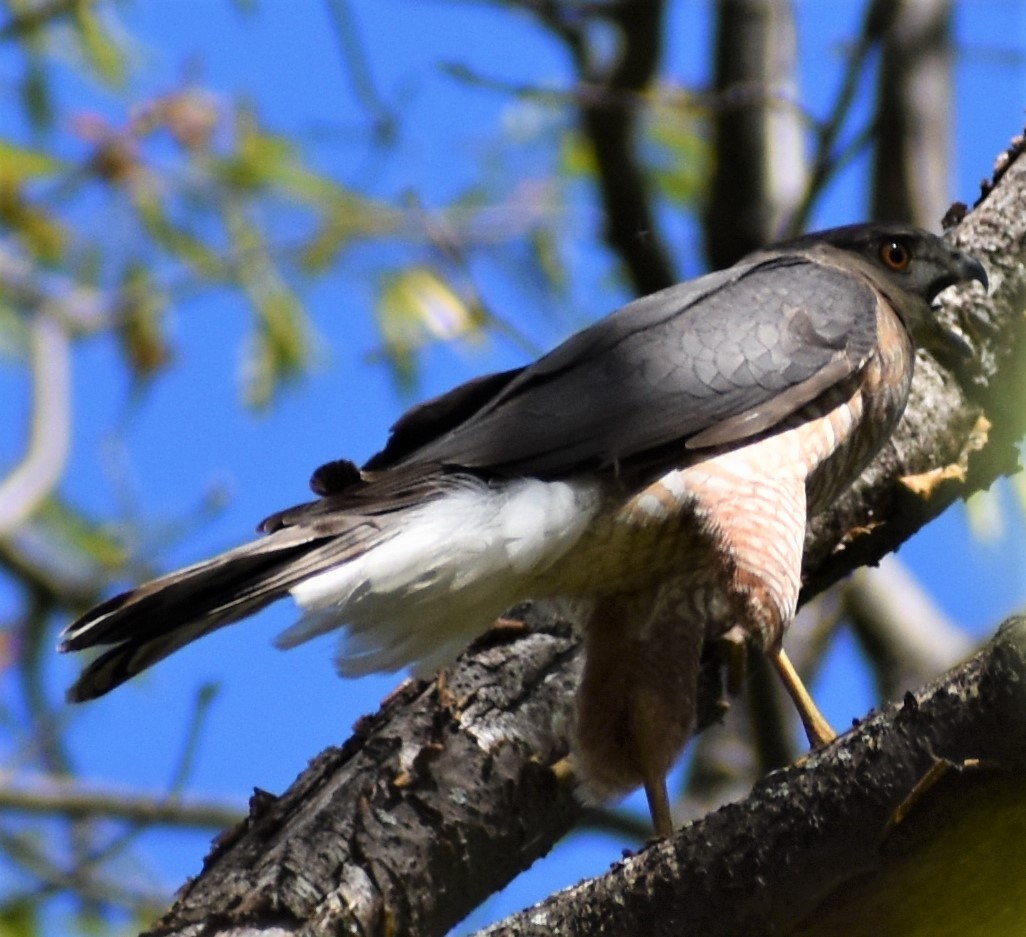 Cooper's Hawk - ML337489141