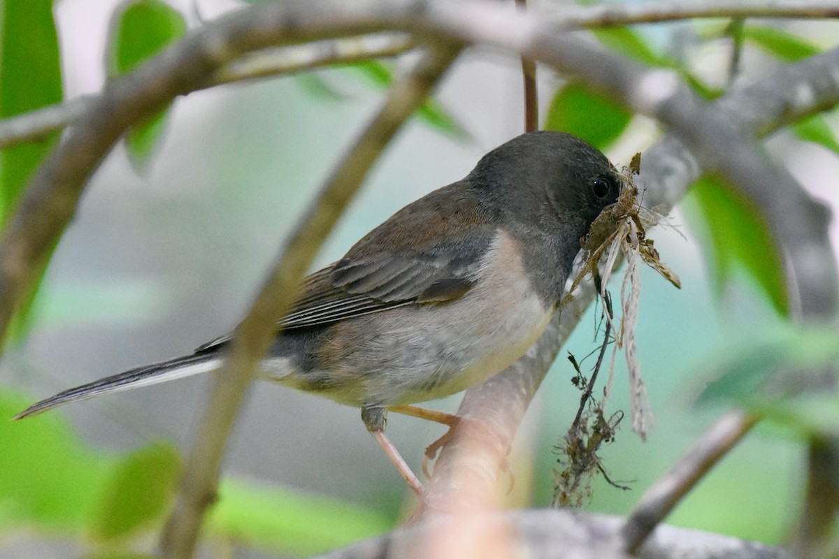 Dark-eyed Junco (Oregon) - ML337492541