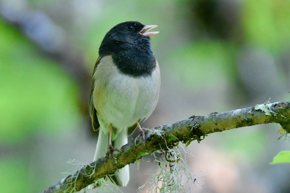 Junco Ojioscuro (grupo oreganus) - ML337492591