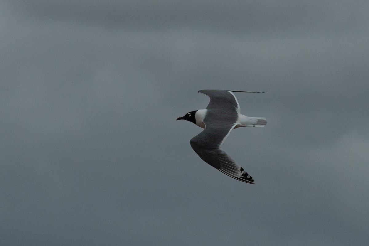 Franklin's Gull - ML337495851