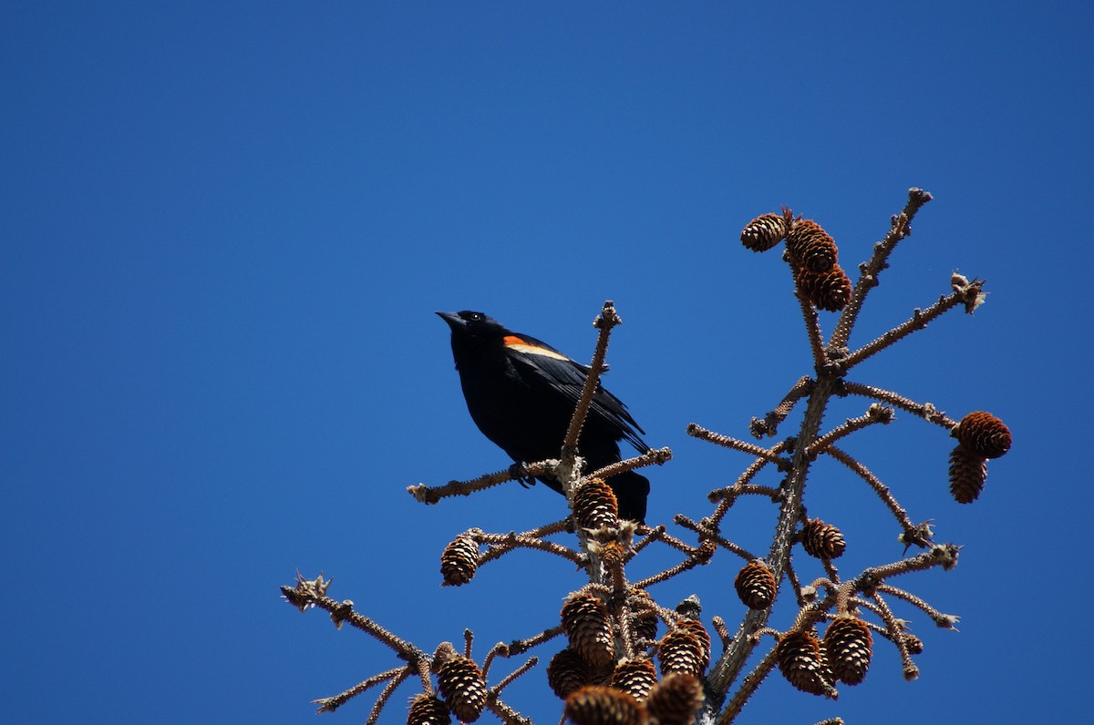 Red-winged Blackbird - ML337497861