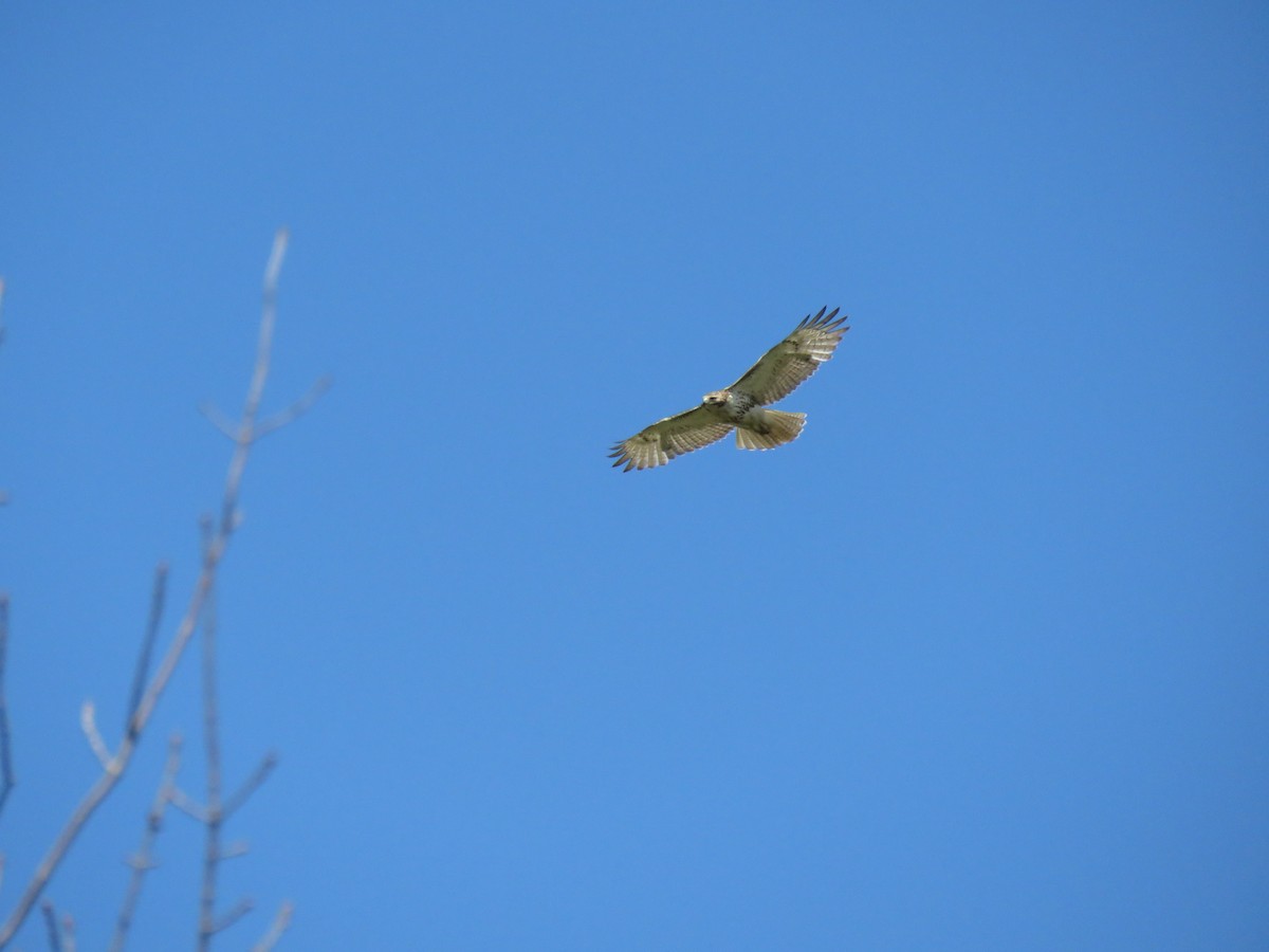 Red-tailed Hawk - ML337499521