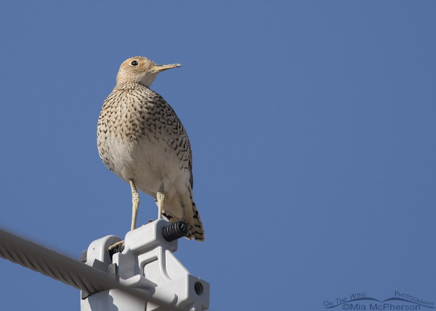 Upland Sandpiper - ML33750041