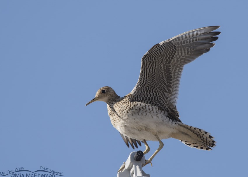 Upland Sandpiper - ML33750081