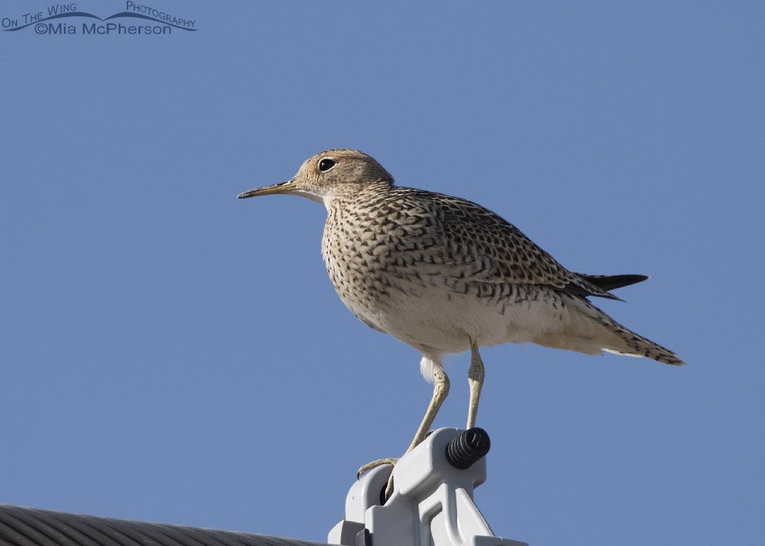 Upland Sandpiper - ML33750101