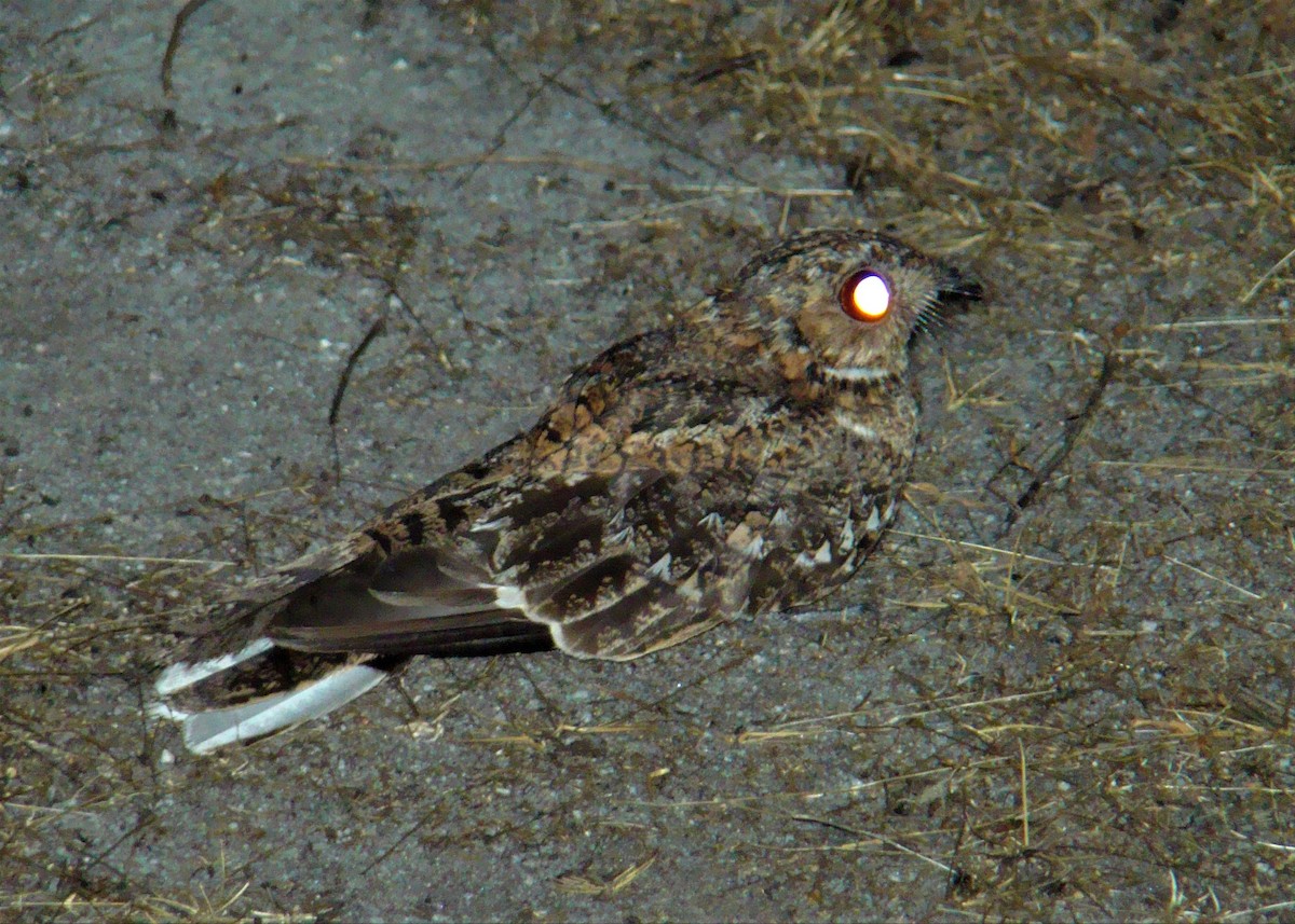 Band-winged Nightjar - ML337502021