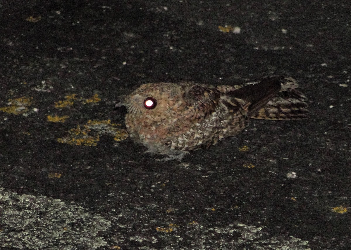 Band-winged Nightjar - ML337503661