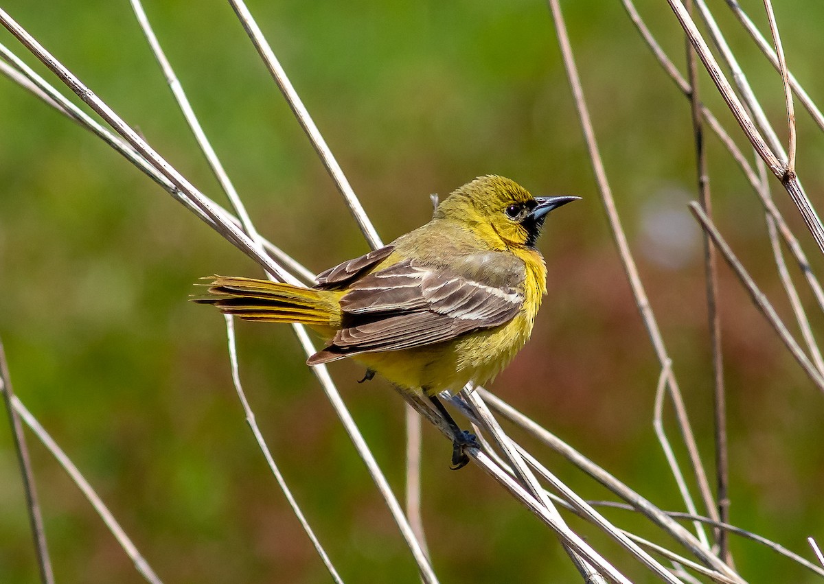 Orchard Oriole - ML337504111