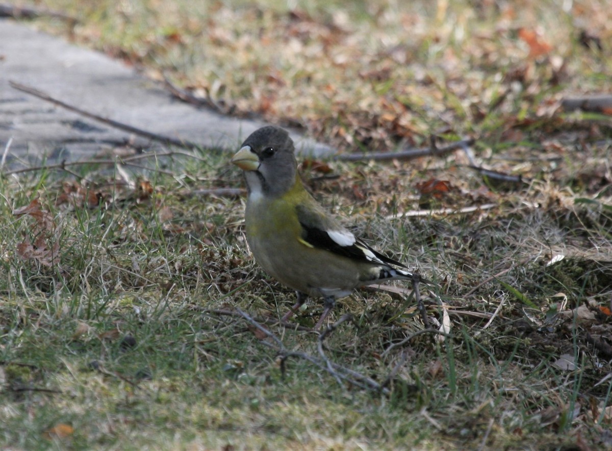 Evening Grosbeak - ML337505001