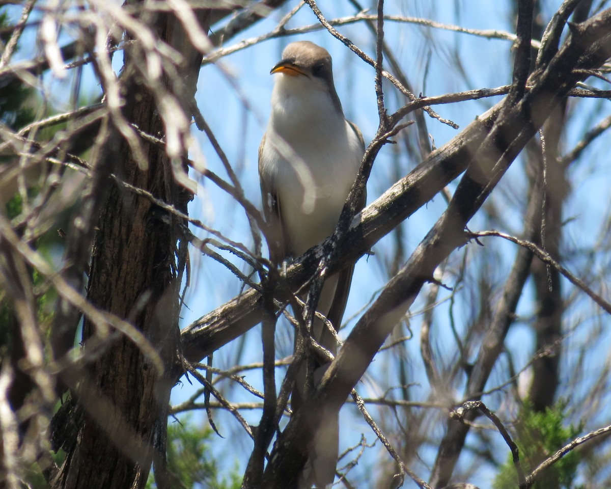 Yellow-billed Cuckoo - ML337506761