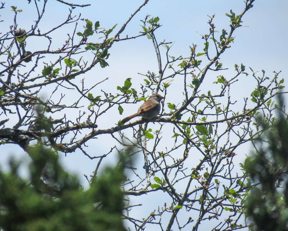 Rufous-crowned Sparrow - ML337506831