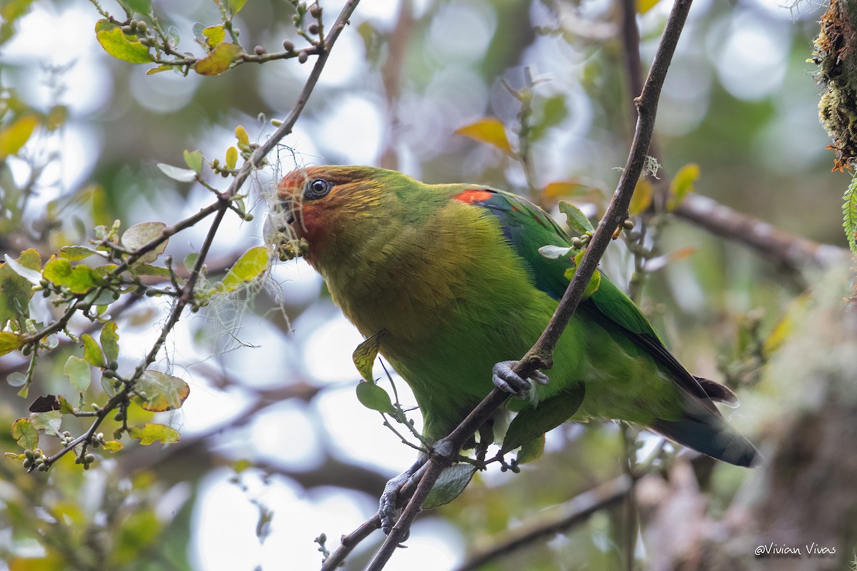 Rusty-faced Parrot - Vivian Vivas