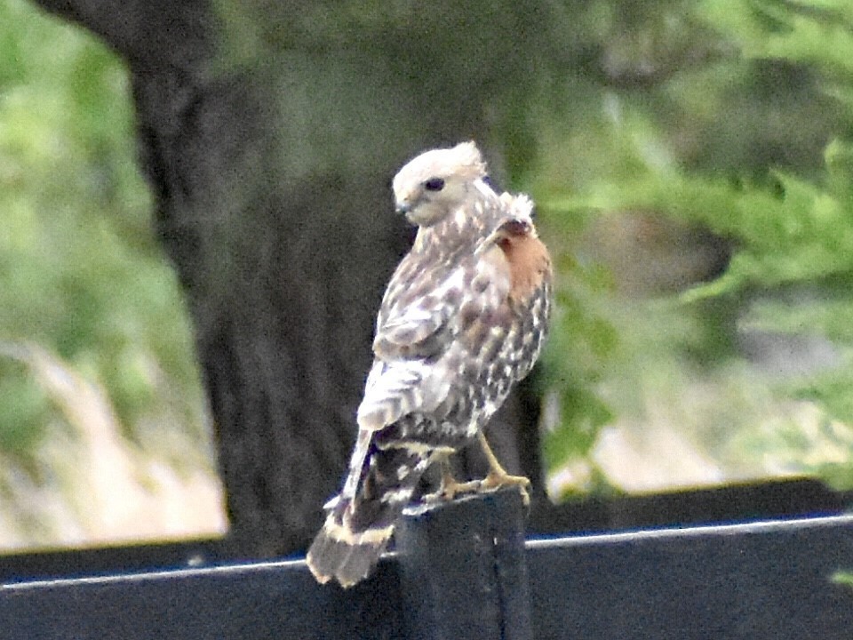 Red-shouldered Hawk - Jason C. Martin