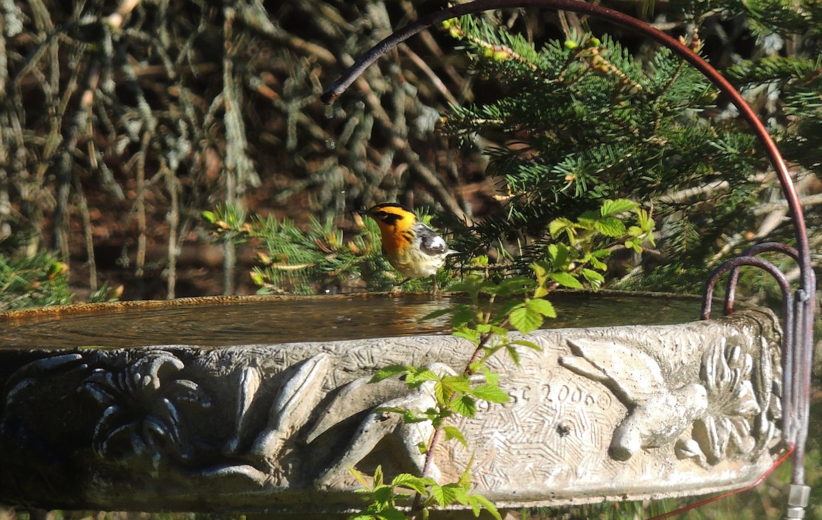 Blackburnian Warbler - ML337509981
