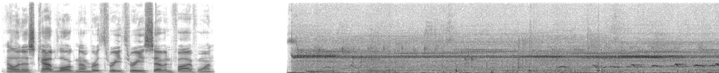 Leierschwanz-Nachtschwalbe - ML33751