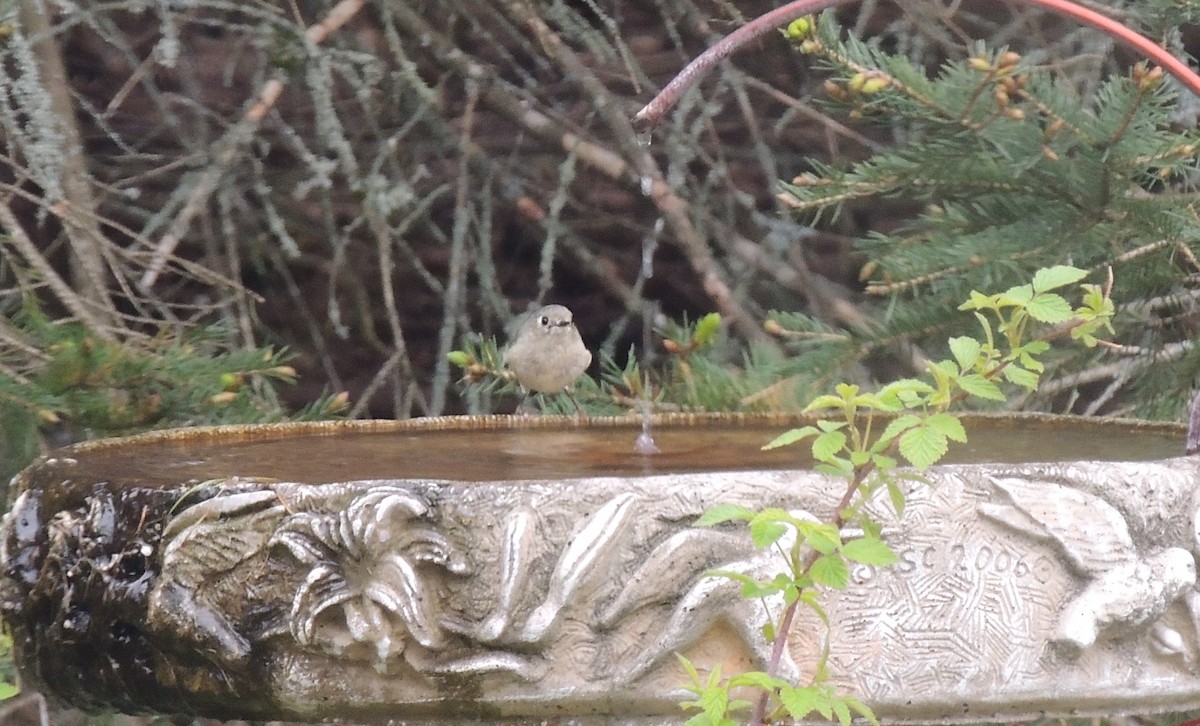 Ruby-crowned Kinglet - ML337510121
