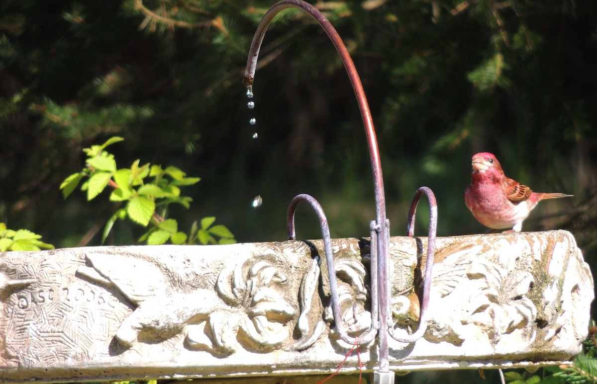 Purple Finch - ML337510341