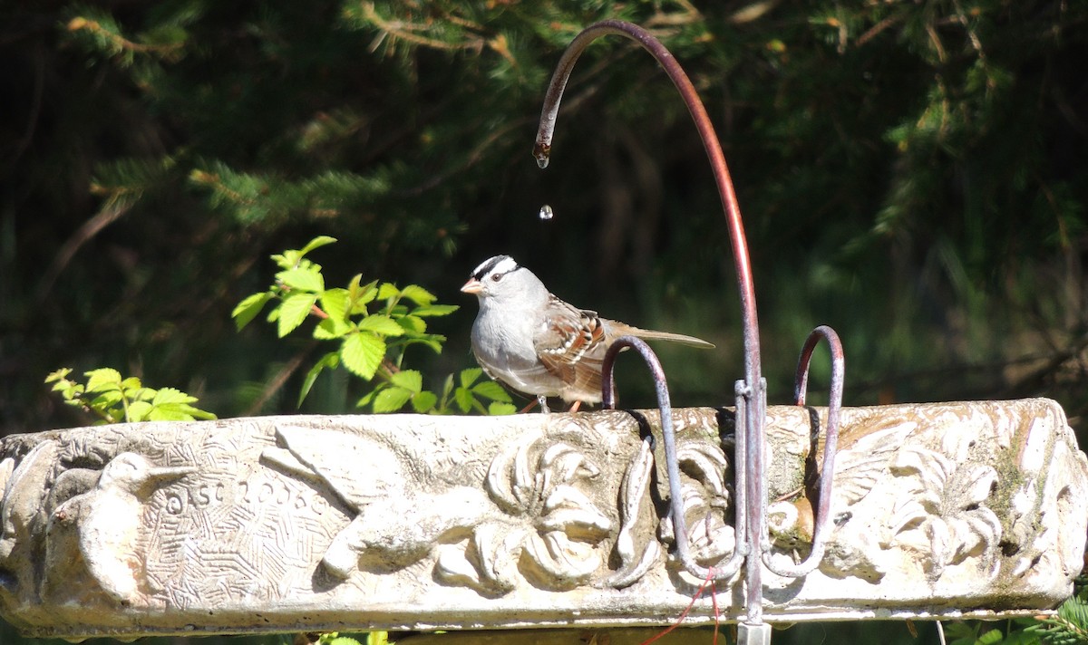 White-crowned Sparrow - ML337510381