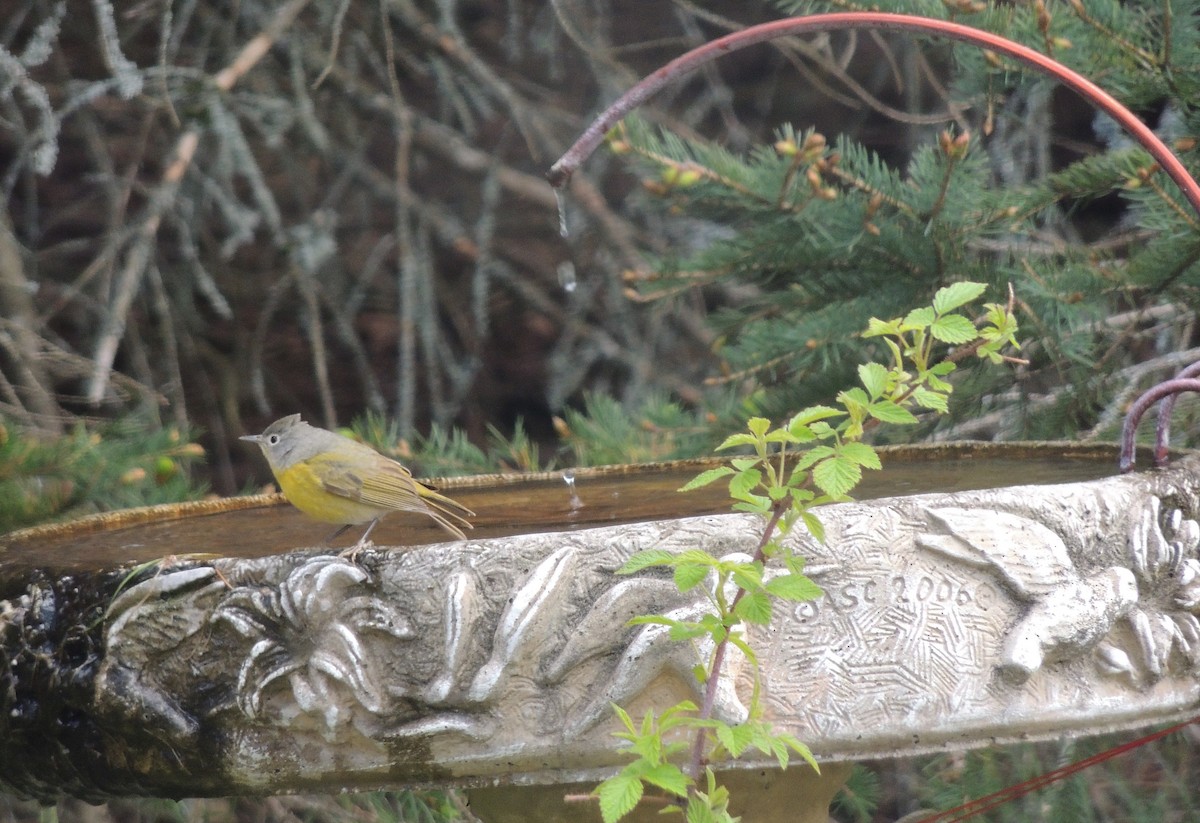 Nashville Warbler - ML337510451