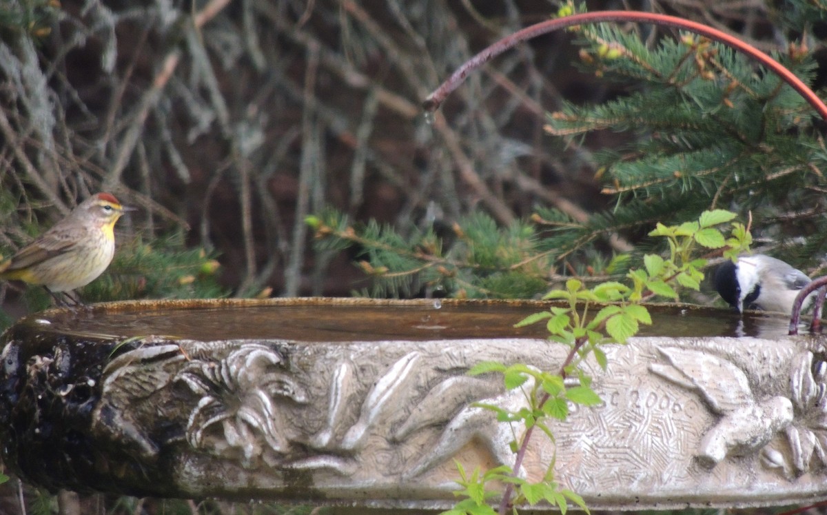 Palm Warbler - ML337510501