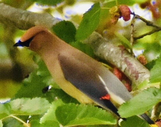 Cedar Waxwing - ML337510651