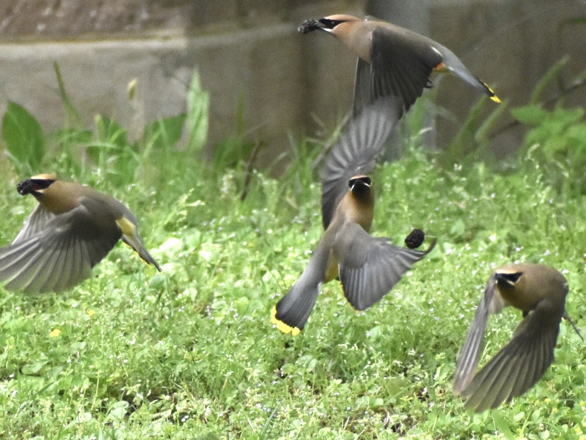 Cedar Waxwing - Jason C. Martin