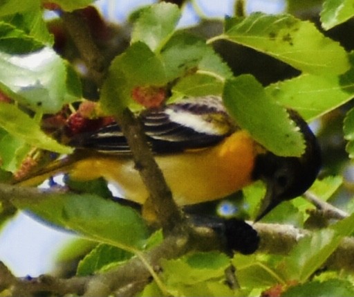 Baltimore Oriole - ML337510911