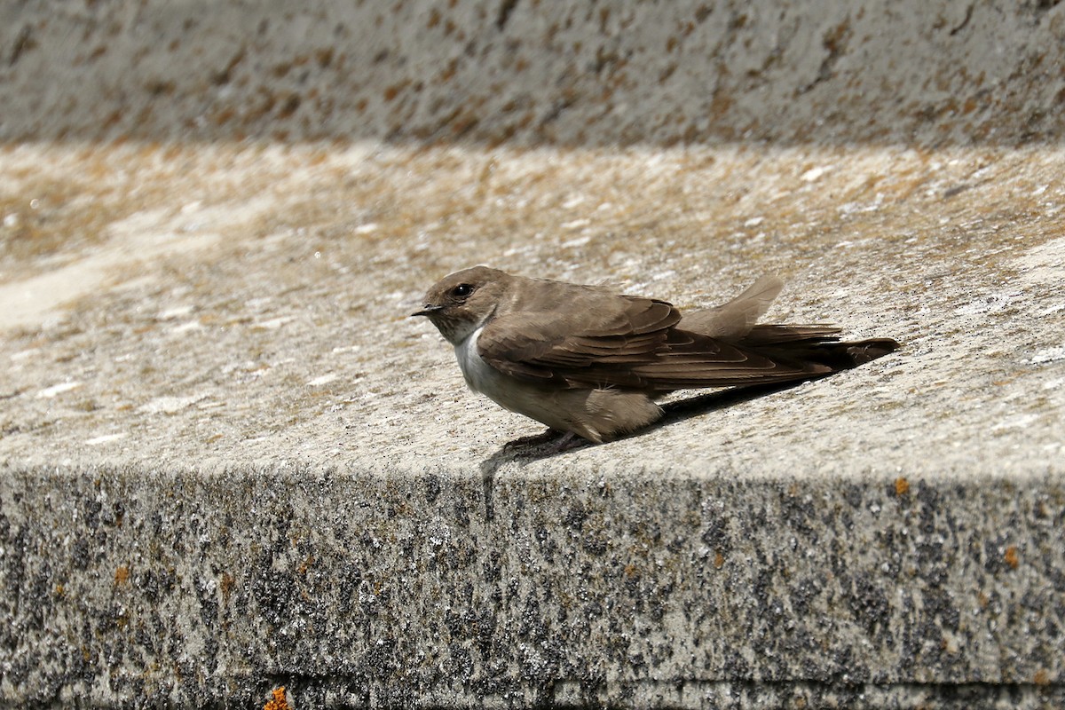 Eurasian Crag-Martin - Francisco Barroqueiro