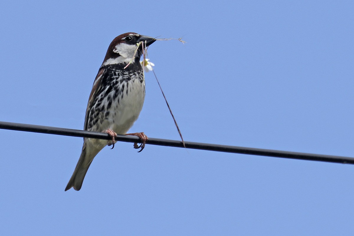 Spanish Sparrow - ML337511101