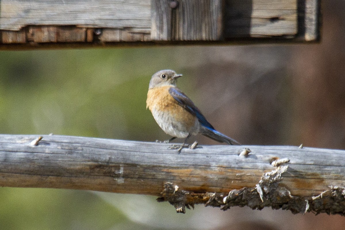 Western Bluebird - ML337512121