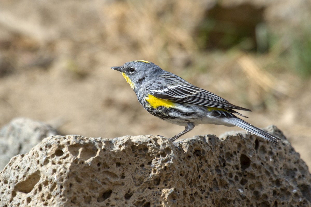 Yellow-rumped Warbler (Audubon's) - ML337512311