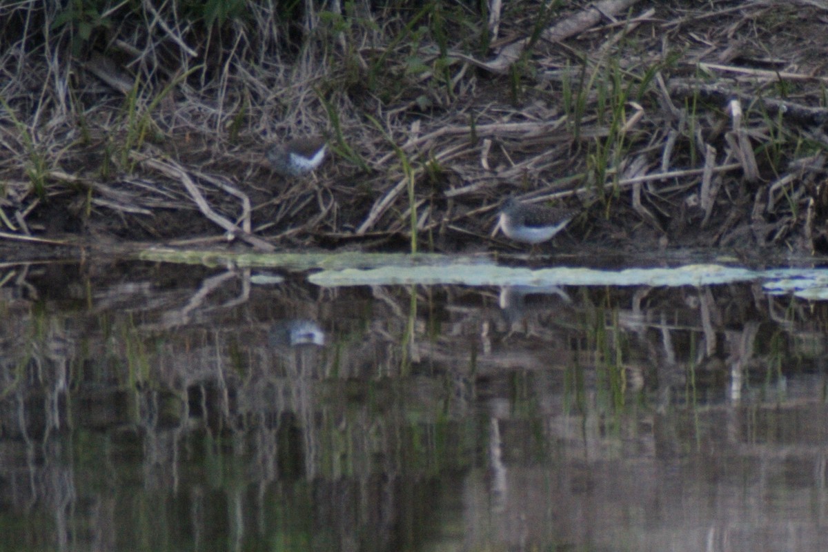 Solitary Sandpiper - ML337512801