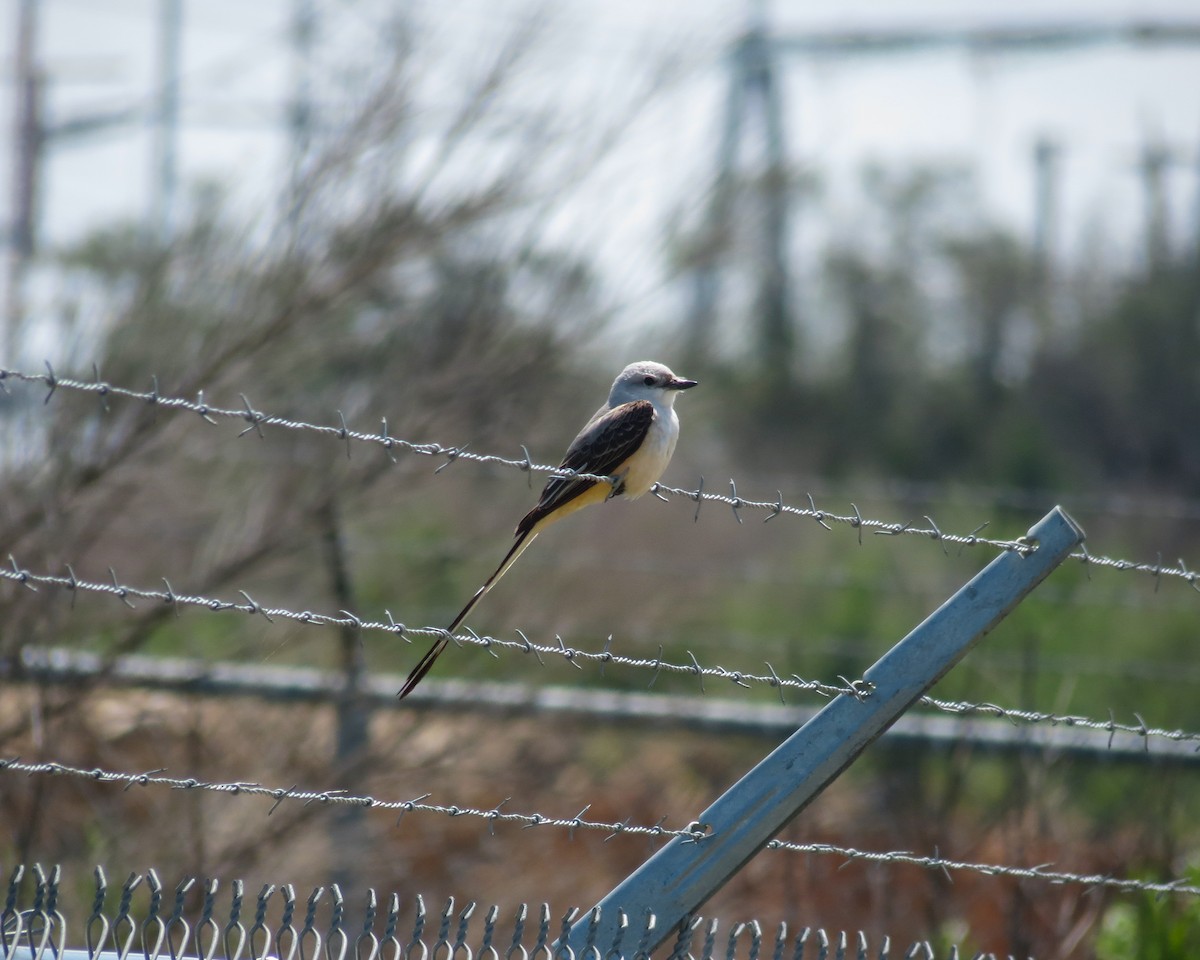 Scissor-tailed Flycatcher - ML337513771