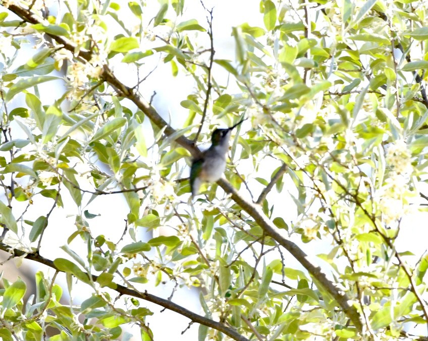 Ruby-throated Hummingbird - ML337514491