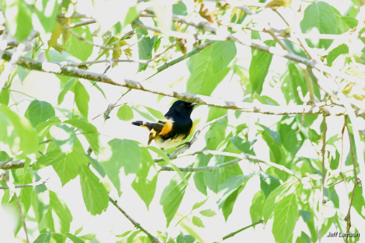 American Redstart - ML337514641