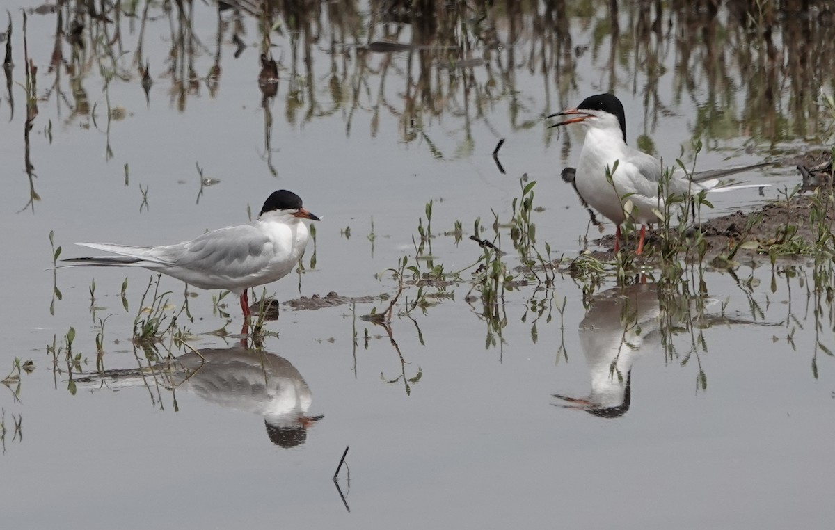 Forster's Tern - ML337514741