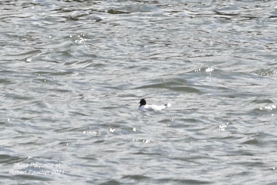 Mouette pygmée - ML337515221