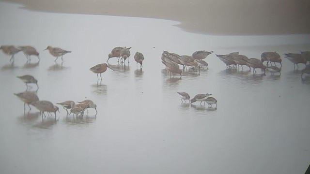 חופית להקנית - ML337515421