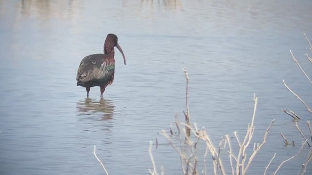 ibis hnědý - ML337517261