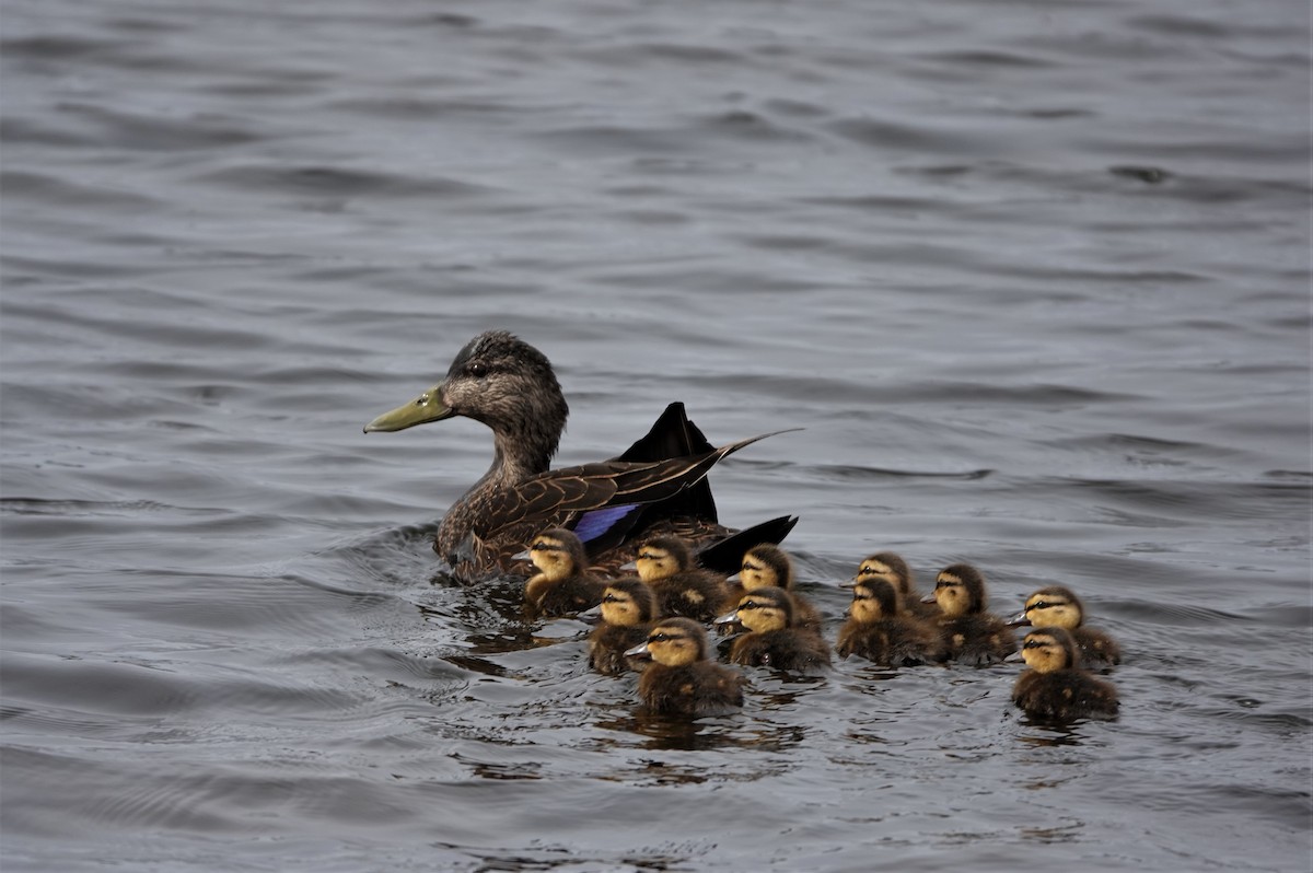 American Black Duck - ML337518411
