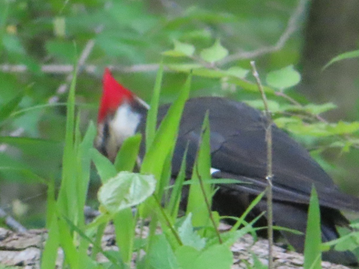 Pileated Woodpecker - ML337518731